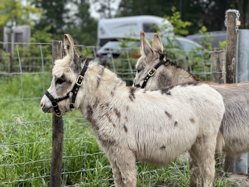 Met je klas of gezin naar een belevingsboerderij | De Zoerderij